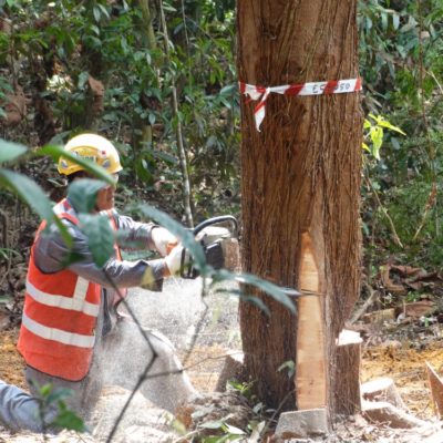 Tree Cutting – Evergreen Landscape & Construction Pte Ltd